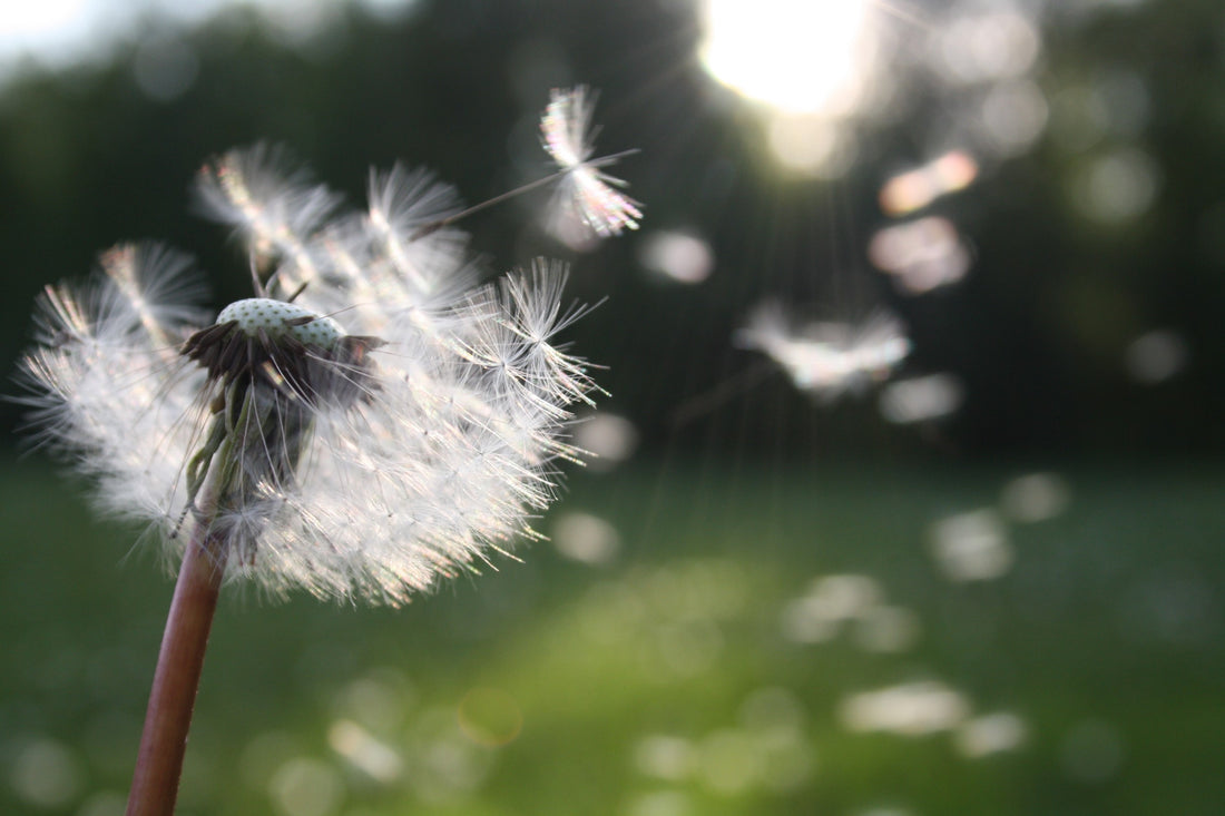 Dandelion Blowing In The Breeze