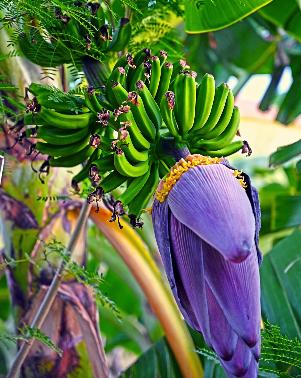 Organic Banana Blossoms Growing Beautiful Purple Flower